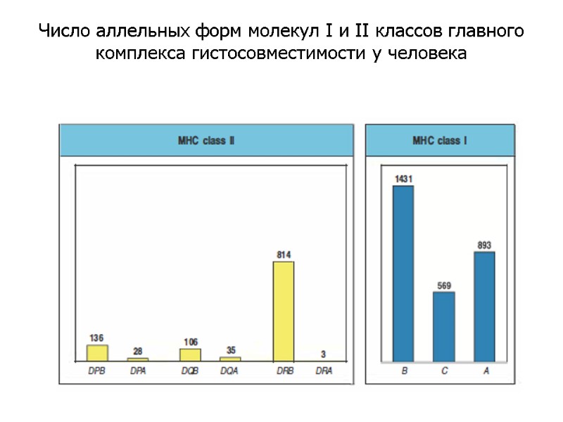 Число аллельных форм молекул I и II классов главного комплекса гистосовместимости у человека